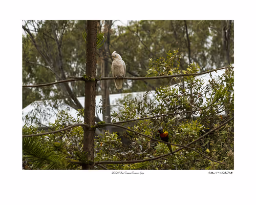 Item #24600310660482288606297797528155087939323639147399647196853483651235888234497 Media