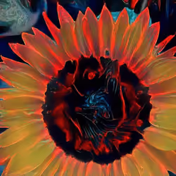 SunFlowerz4Lyfe
