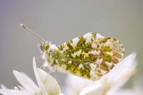 Item #11893448461842202167923125391346137616384292588036434545660885350638099103745 Media