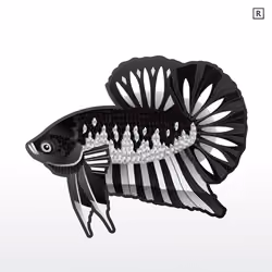 #022 Black white Samurai Galaxy betta.Rare class.