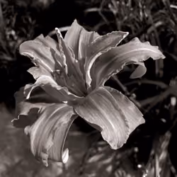 Day Lily (Carlton, Georgia, 2020)