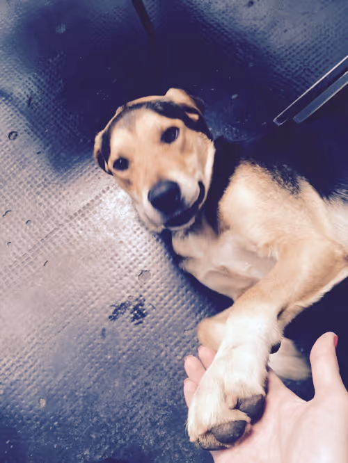 Item #64683081711456163168181107467945938293857337802973174754101457315737641156609 Media