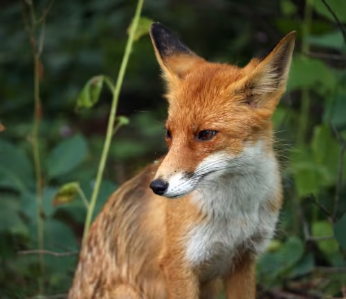 CuteLittleWildFox