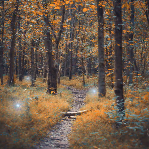 Enchanted Forests