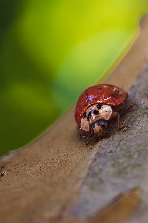 Item #105090597216655980557633683149084672751347825439893935605656298049607166853121 Media