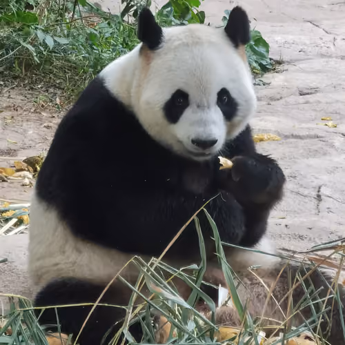 Smiling panda