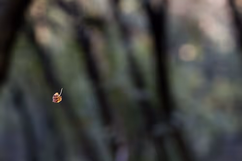 Item #44024487065254451978341284796523308956461514990321328857199441189305275383809 Media