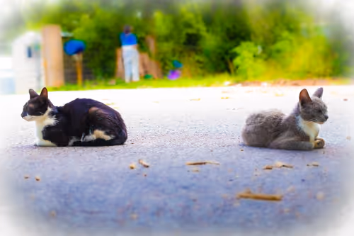 Item #30985419060957023672606833204645685316652492575224970316942919779832681201665 Media