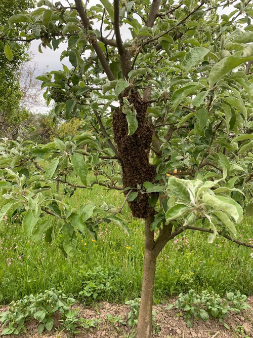 Item #61891549549629366239223191368118138145266009766472020960400840604152051531777 Media