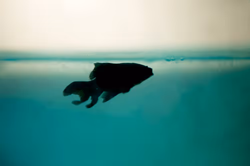 Item #101713277105975589639880448454091243544280285560533982294413790929878360522762 Media