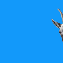 One Blu goat