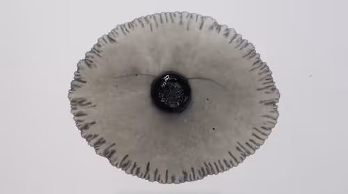 Item #44721759712206743134523568729105847376537914613907921705506087624598257401866 Media