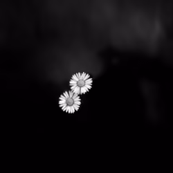 Bellis perennis