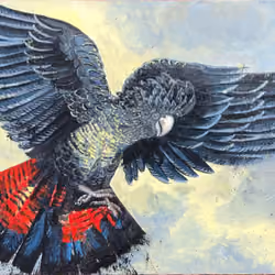 The Great Black Cockatoo