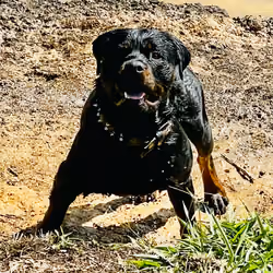 Ultimate Rottweiler Lover Colombian Jungle