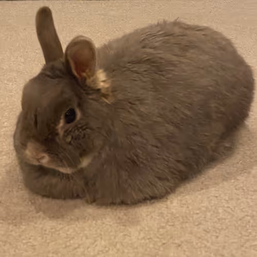 Kioko the Bunny