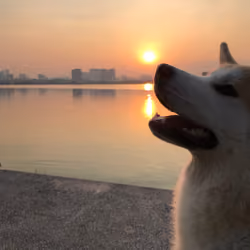Akita Inu Loving Sun #1