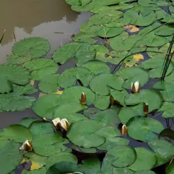 water lily