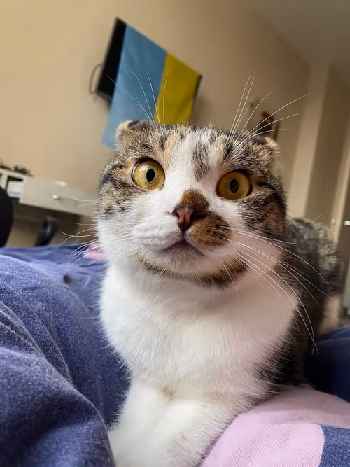 Item #51714780314179032241787952776522636894904578774096726712782613642749811884033 Media