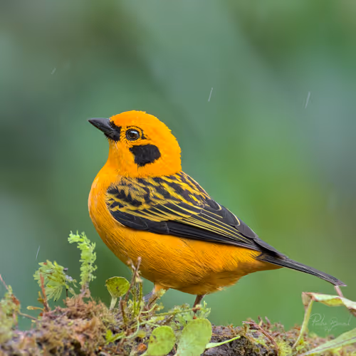 Item #76723362783280478533997952640177478162370392864243199552253501705210841530369 Media