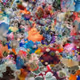 Massive fungal collage