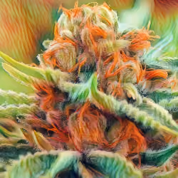 Strawberry Cough (2021)