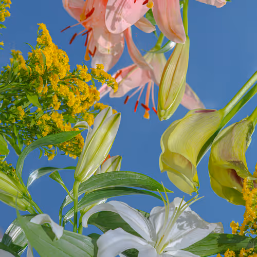 Blossom Maneuver