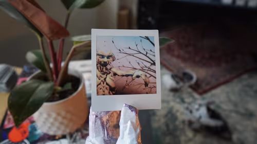 Item #52100010002 Media