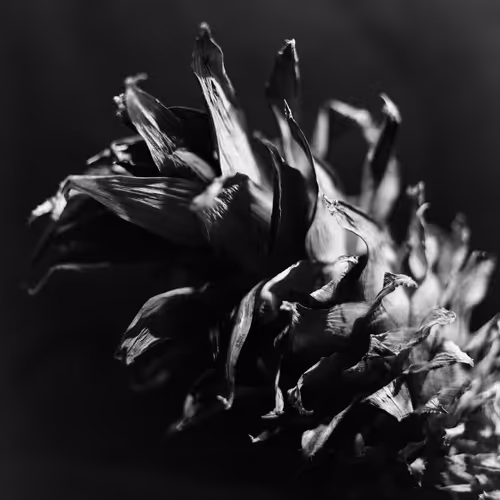 Still Life - YBxlx3Rjwt