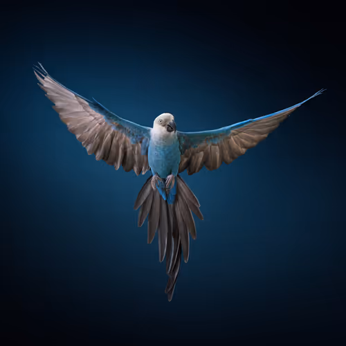 Unextinct Return Of The Spixs Macaw By Tim Flach