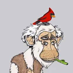 Grandpa Ape #3992