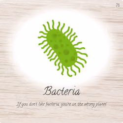Bacteria - #73