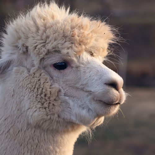llama fren