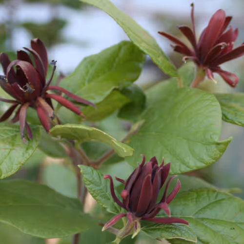 Brown flowers at the Botanical garden