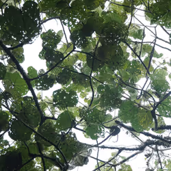 2381976568446569244243622252022377480213