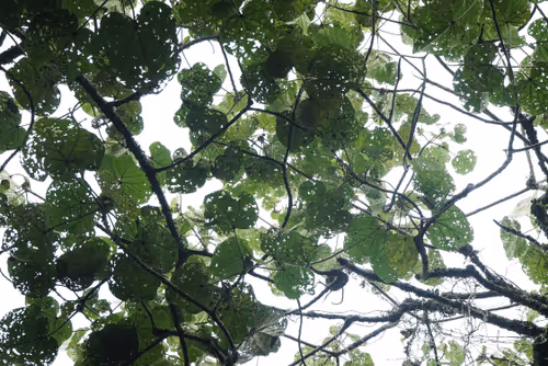 Item #2381976568446569244243622252022377480213 Media