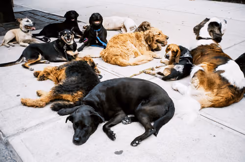 Sometimes Forever - Upper West Side Dogs