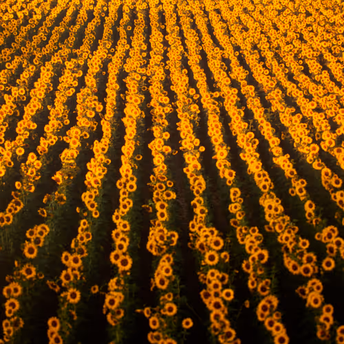 Sunflowers from Tuscany #1/5