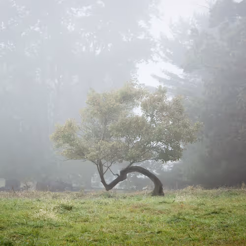Lonely Trees V3