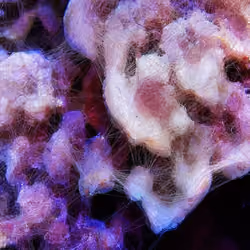 Machine Hallucinations - Coral - Generative AI Data Painting D #80