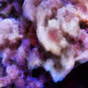 Machine Hallucinations - Coral - Generative AI Data Painting D #40