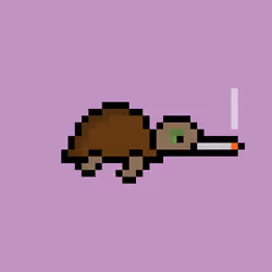 Zeno Turtle #8723