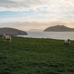 The Sheep Who Watch the Sea