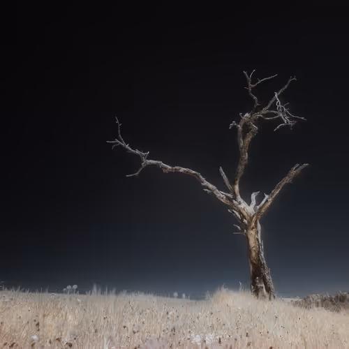 Ir Trees The Otherworld