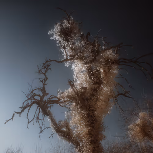 Ir Trees The Otherworld