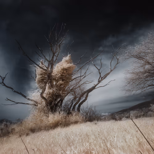 Ir Trees The Otherworld