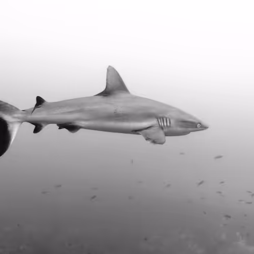 Matt Walch Collection