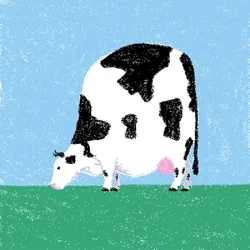 cow #100