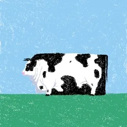 cow #61