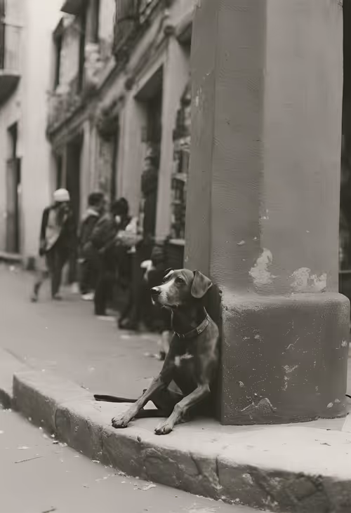 Item #2330887201 Media